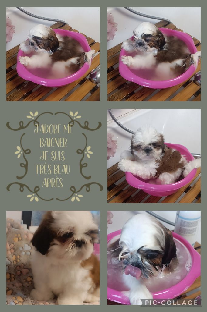 De Gibedemeaux - Chiot disponible  - Shih Tzu